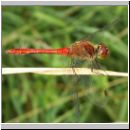 Sympetrum sanguineum - Blutrote Heidelibelle m06.jpg